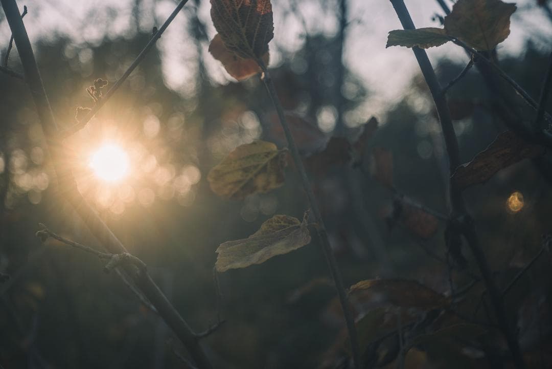 希少！全周ニッケル Elmar 50mm F3.5 オールドレンズ
