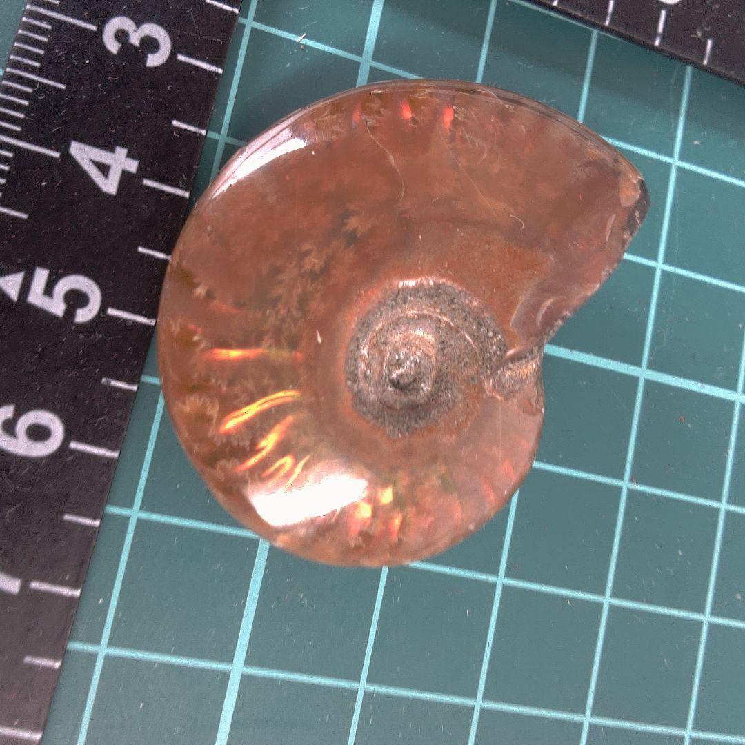 小物１ オレンジ色 アンモナイト化石