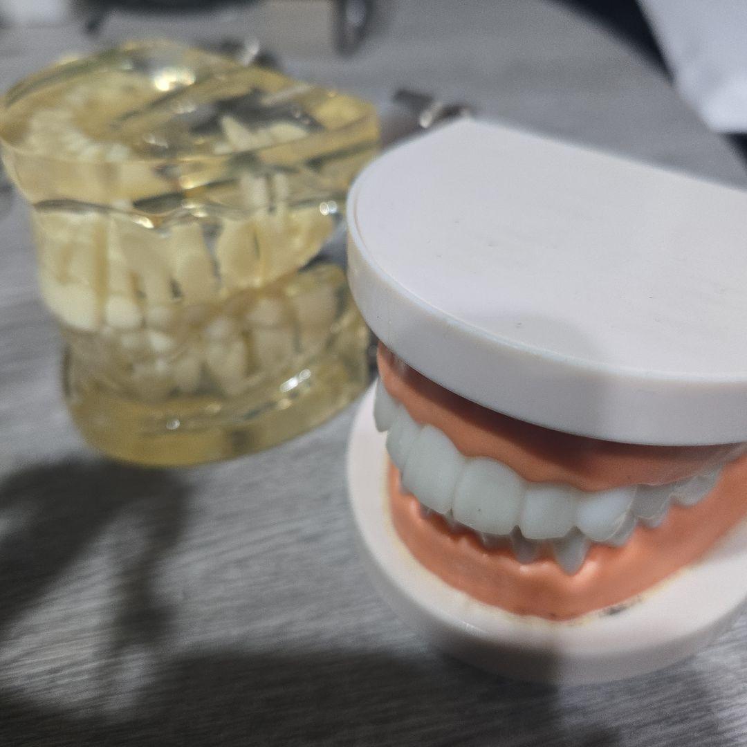 2個 歯列模型 実物大 開閉式 乳歯期 永久歯萌出前 永久歯 交換期 模型 歯科