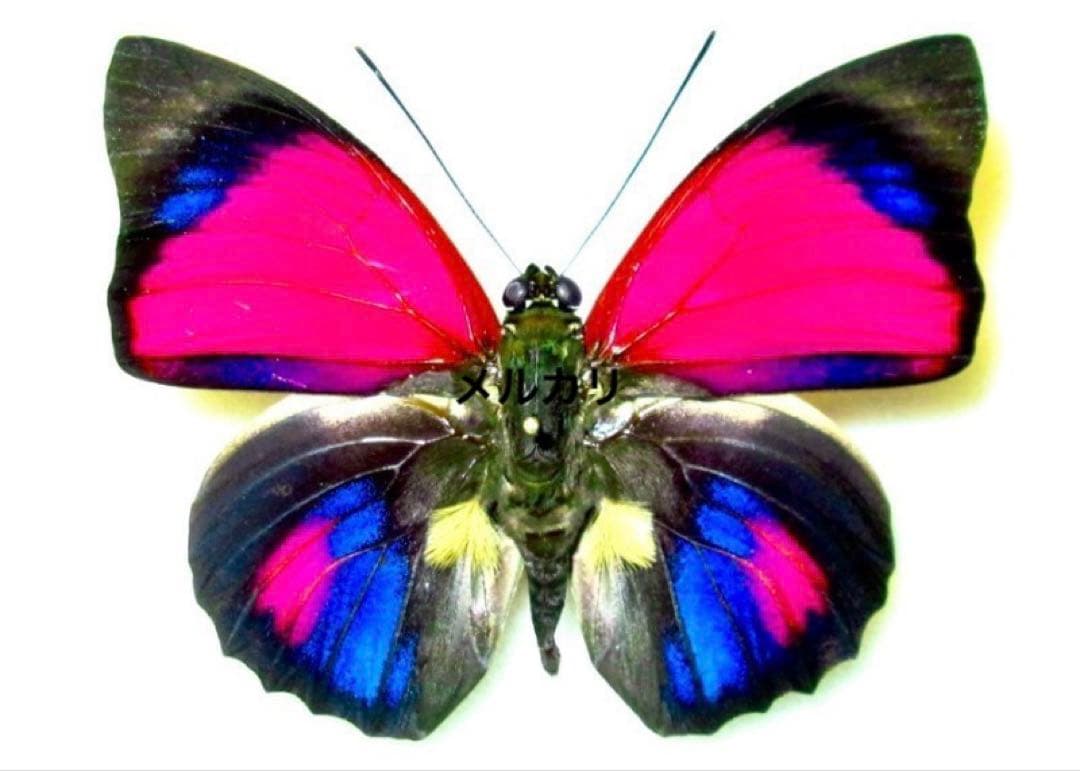 アグリアス・クラウディナ・サルダナパルス f.belsazar 蝶標本 昆虫標本