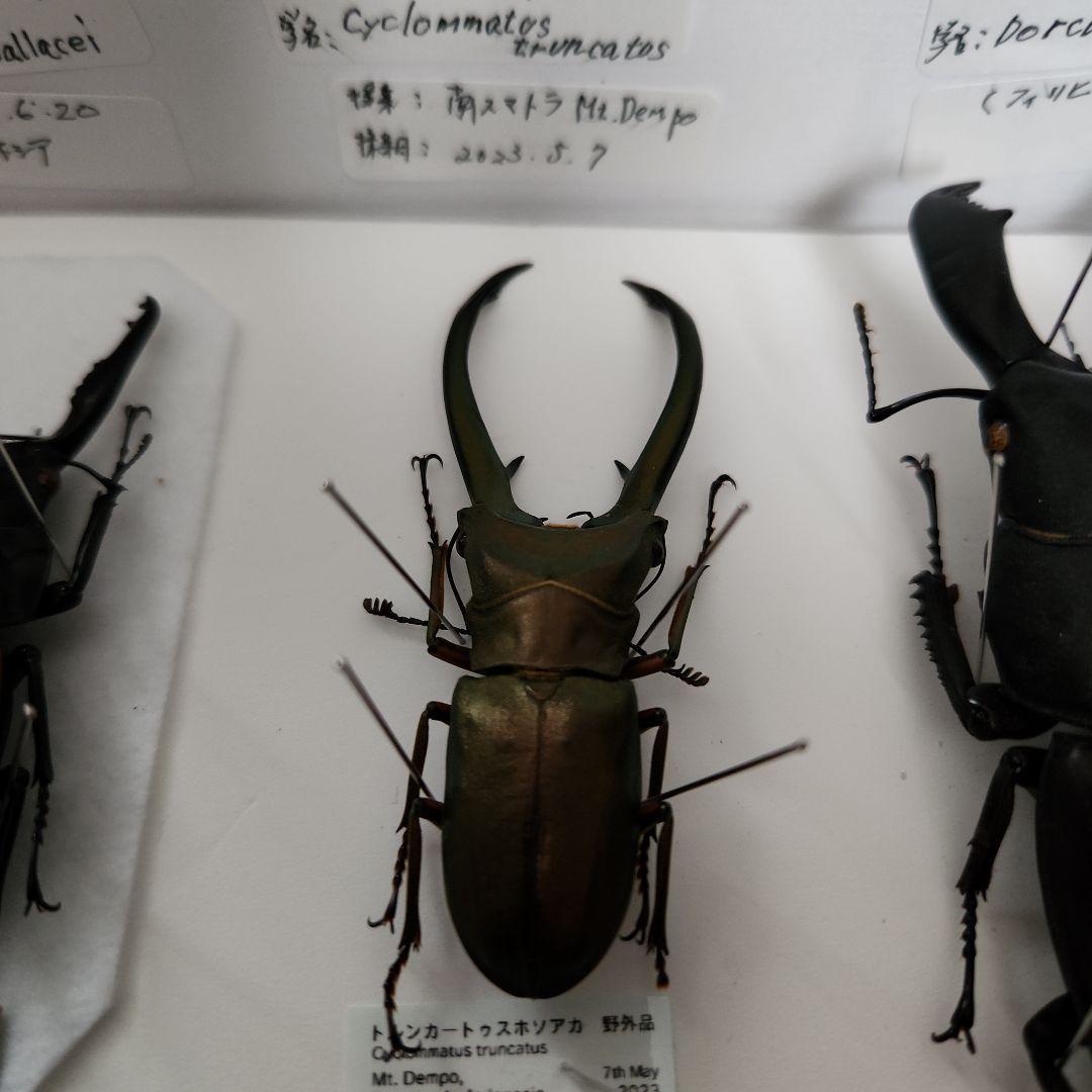 昆虫標本(クワガタ), 8種類