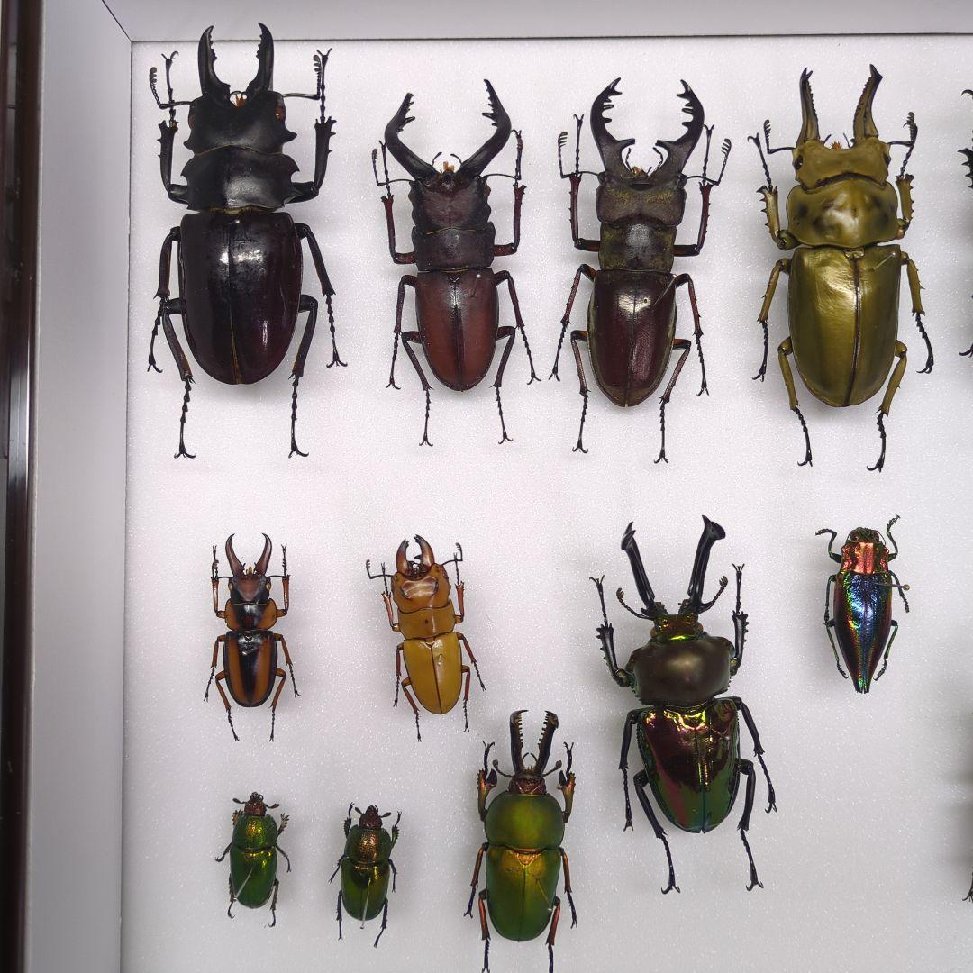 海外　クワガタ　　標本　セット　シーラ箱入り