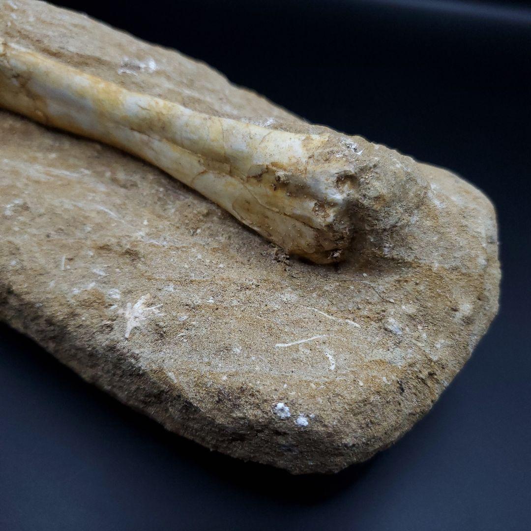 希少 翼竜 アルシオーネ 骨 化石 本物 モロッコ産 190.47mm yk3