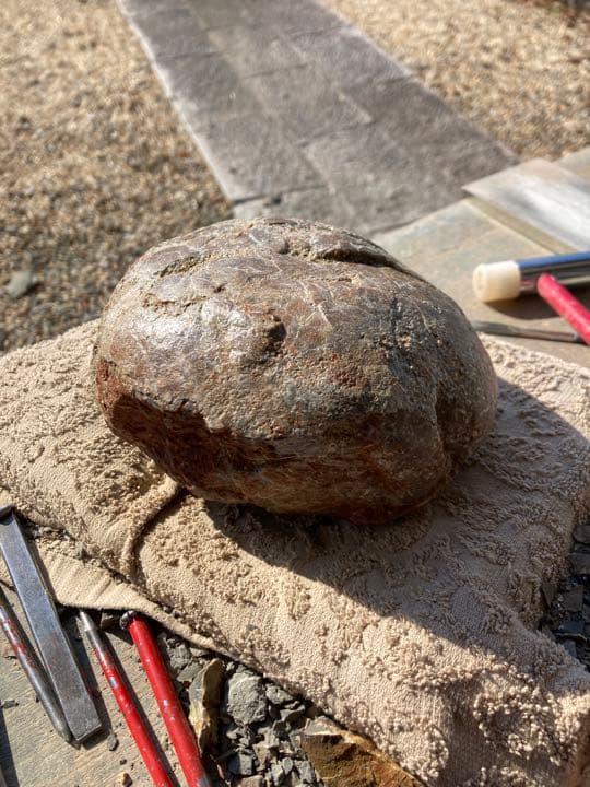 恐竜　ハドロサウルスの卵　本物保証　化石　/フィギュア　コレクション　インテリア