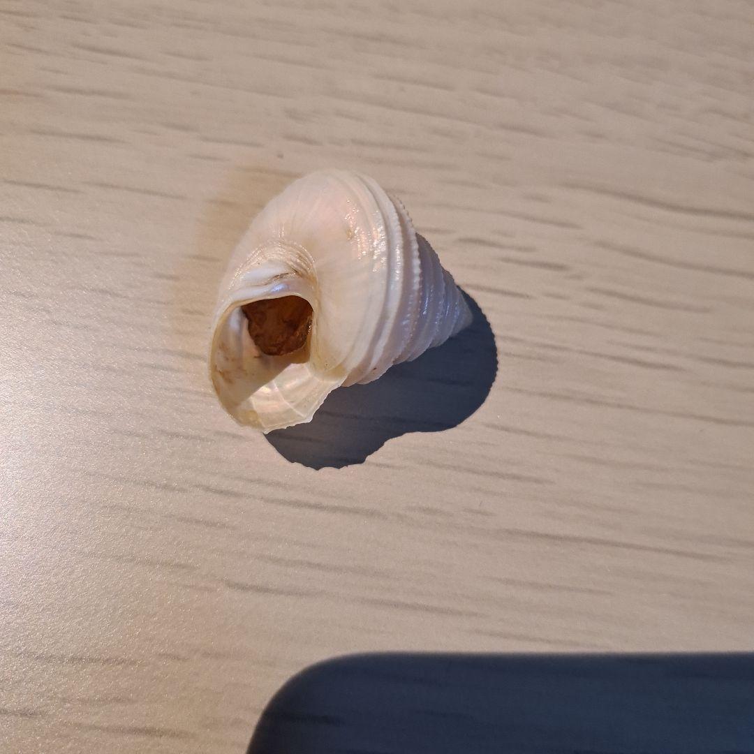 貝殻 Maurea Muriellae