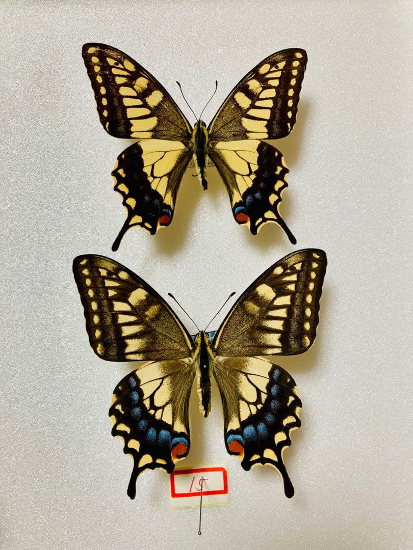 【1ペア】黒化タイプ、キアゲハ（愛知県産）