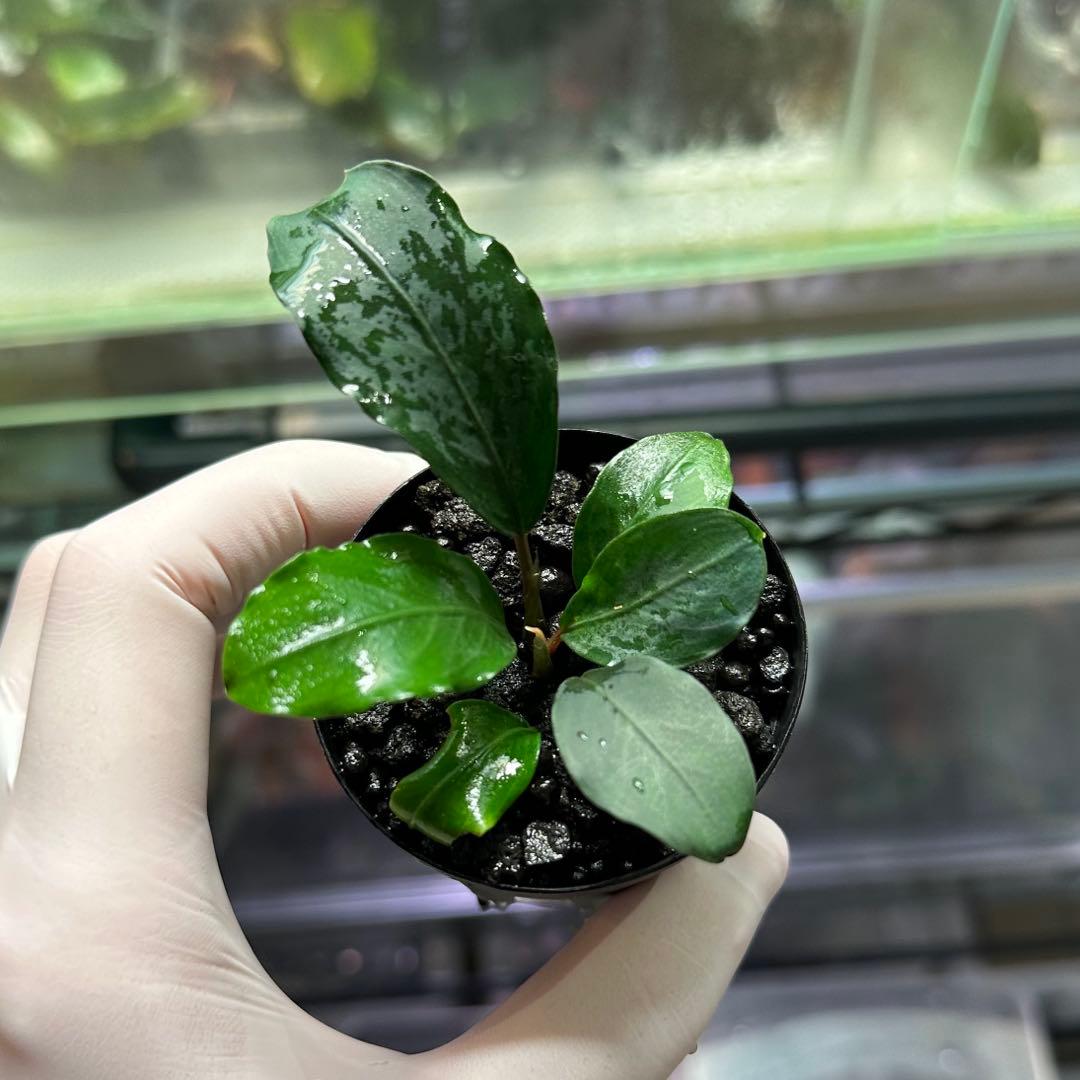 ブセファランドラ　PG