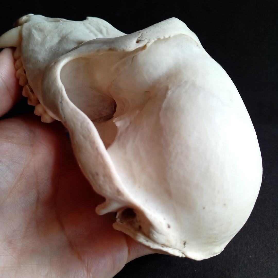 骨格標本　頭骨　ニホンザル　霊長類　スカル