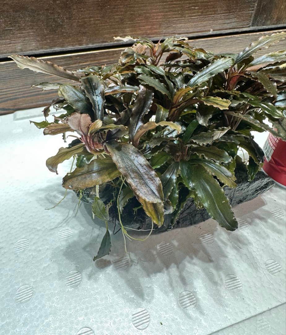 ブセファランドラ クアラクアヤン タイプ II 大株 石付き