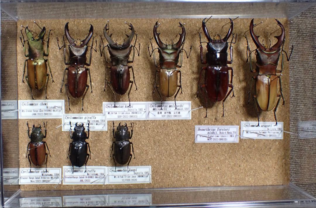 標本　キクロマトス等9頭セット　ブリード品