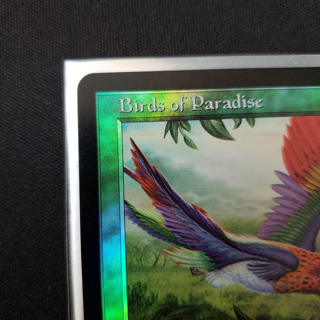 極楽鳥 MTG 7版 英語版 Foil Edward先生サイン入