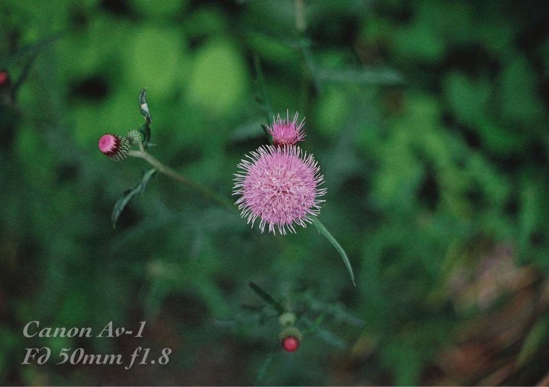 ★フィルム入門に！★canon av-1★完動品＊美品＊初期保証＊作例多数！