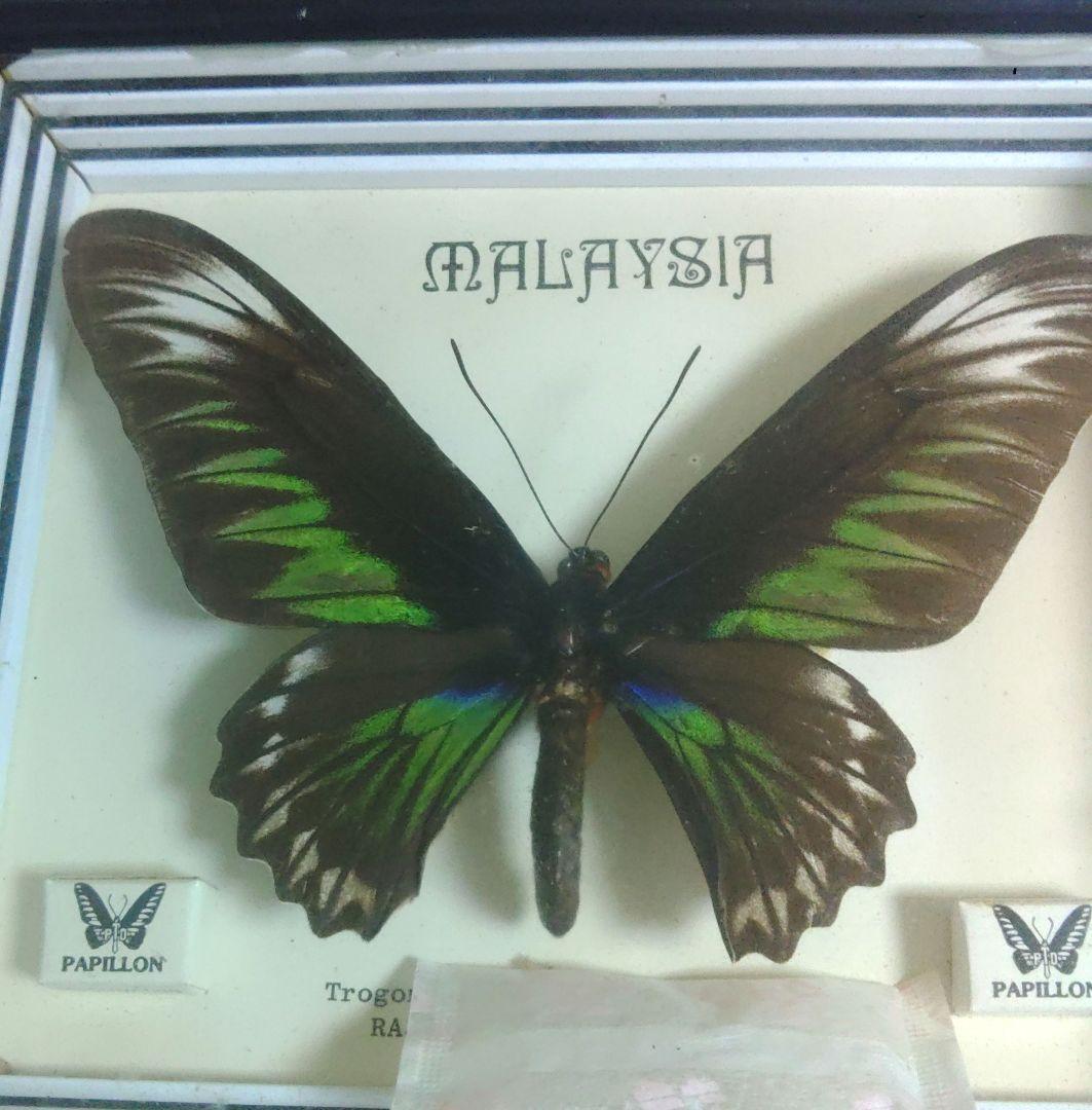 蝶　標本　モルフォ蝶　ツバメガ　アケボノアゲハ　その他まとめて　エ上