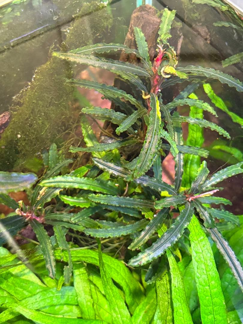 【水中葉】ブセファランドラ sp.Black Wave【流木付き】