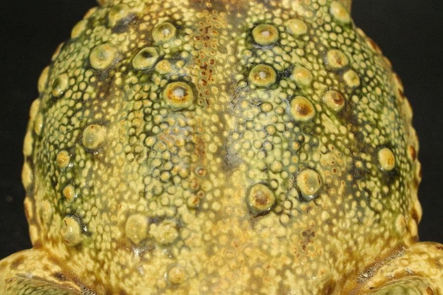 古い 陶製 蝦蟇 二件(ZE478)