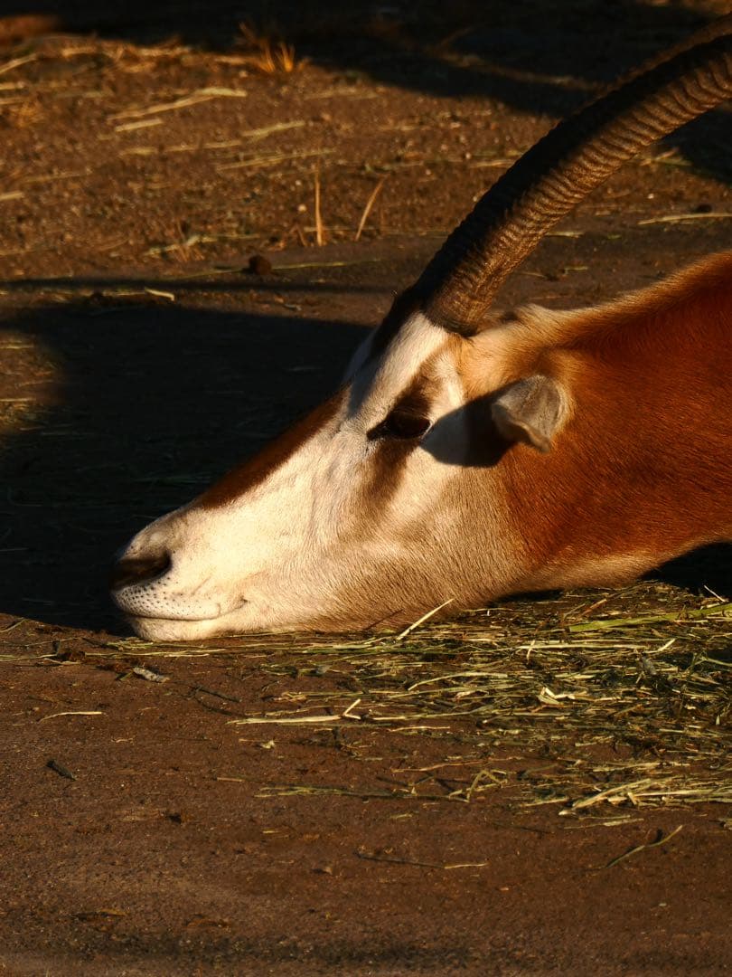 限定カラー Panasonic DC-TZ99 シルバー デジタルカメラ