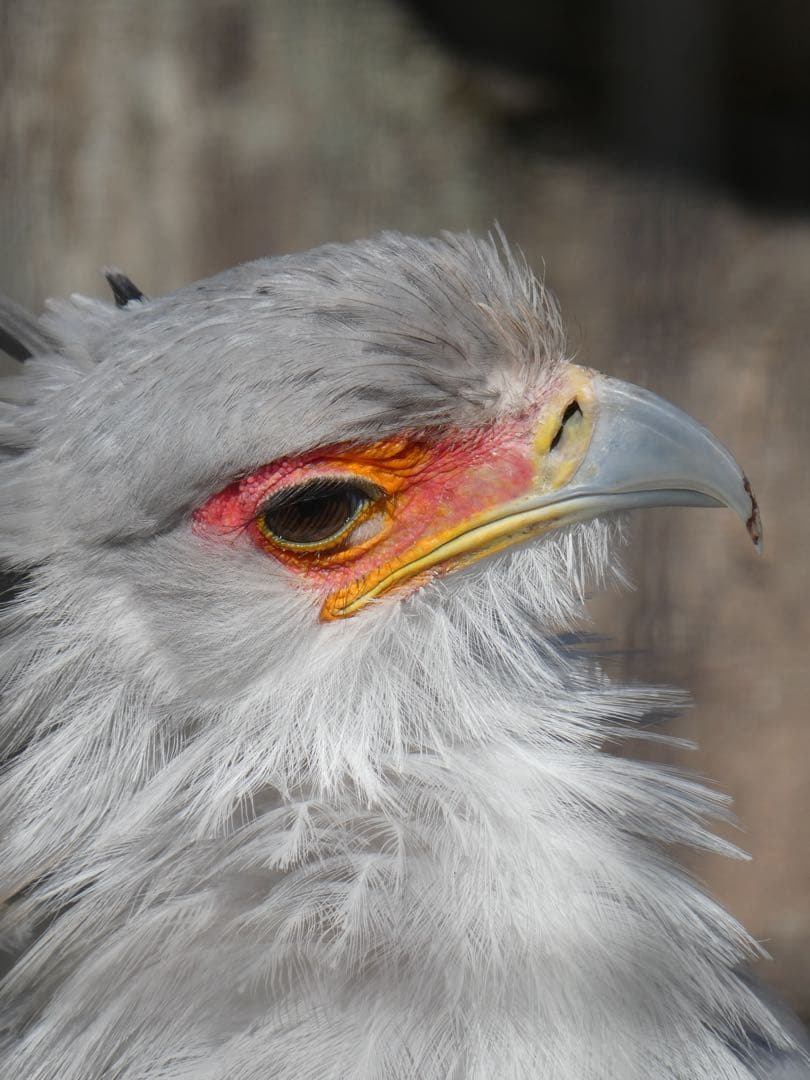 限定カラー Panasonic DC-TZ99 シルバー デジタルカメラ