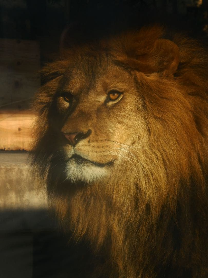 限定カラー Panasonic DC-TZ99 シルバー デジタルカメラ