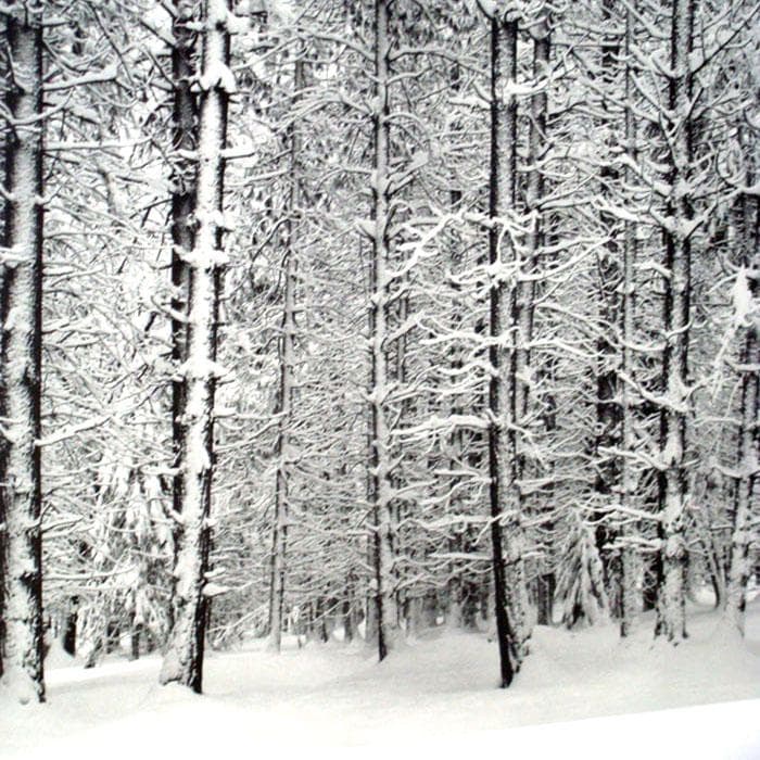 額装品/Pine Forest in /エンボスマーク/アンセルアダムス