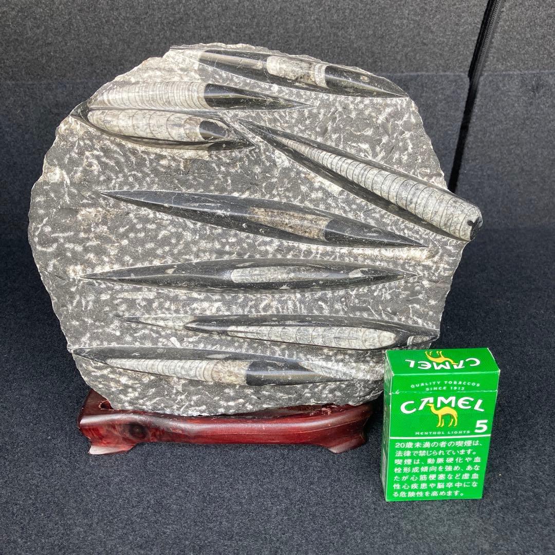 直角石オルソセラス大型台付