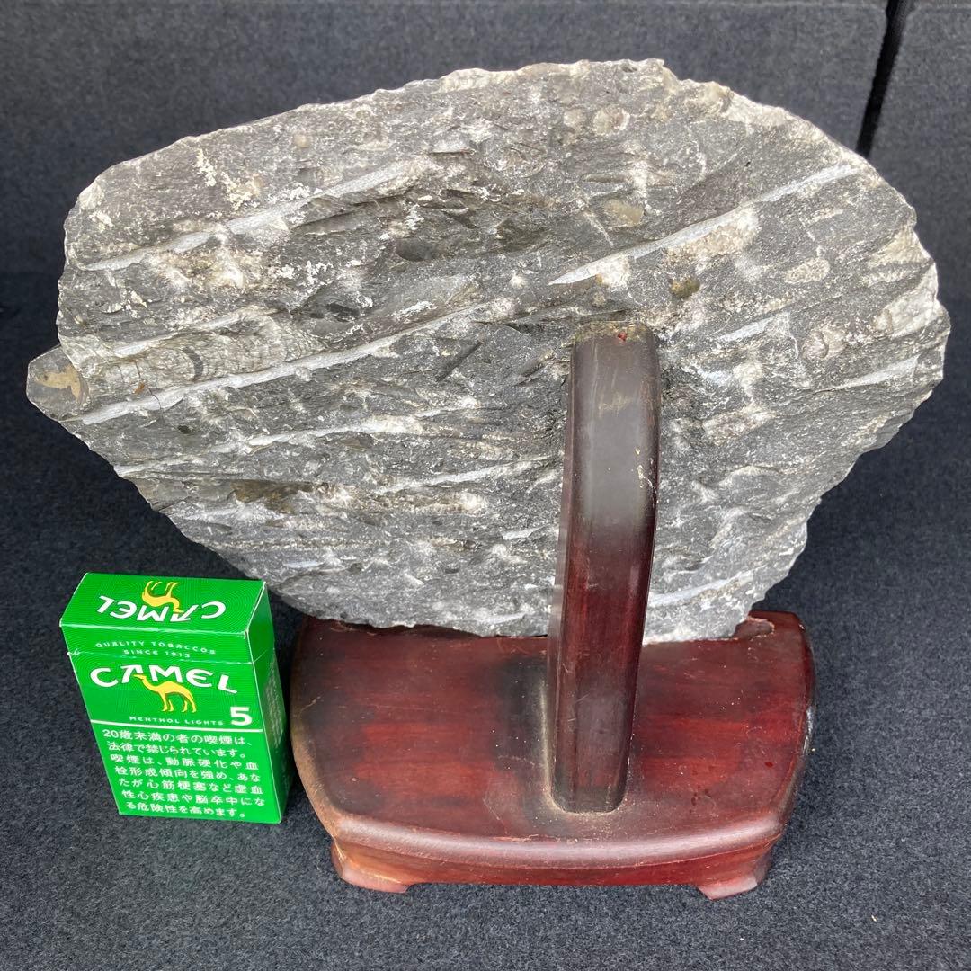 直角石オルソセラス大型台付