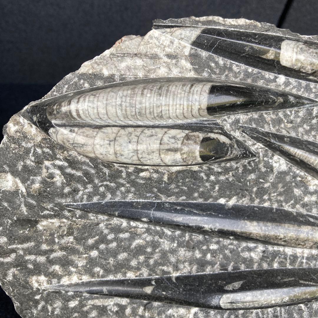 直角石オルソセラス大型台付