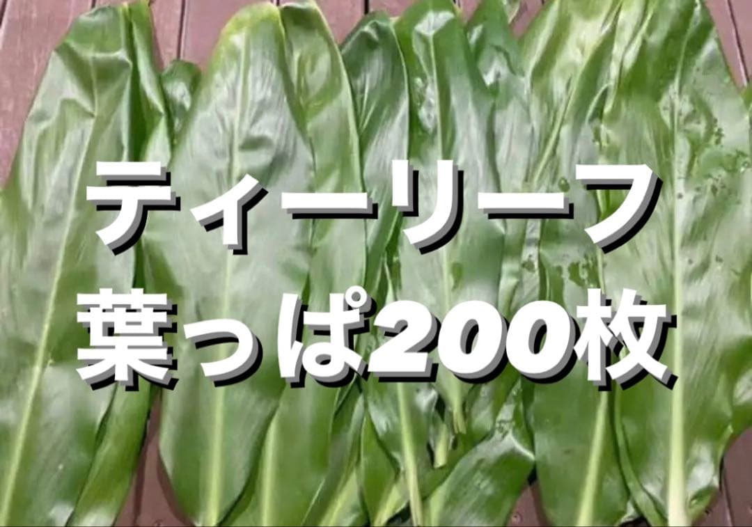 ティーリーフ 葉っぱ 200枚セット