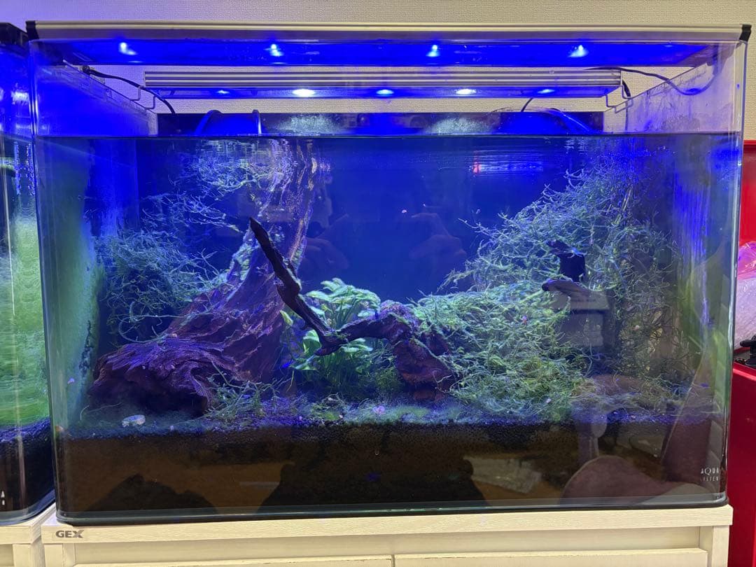アクアシステム製ニューアール600【ＧＥＸ水槽台付】