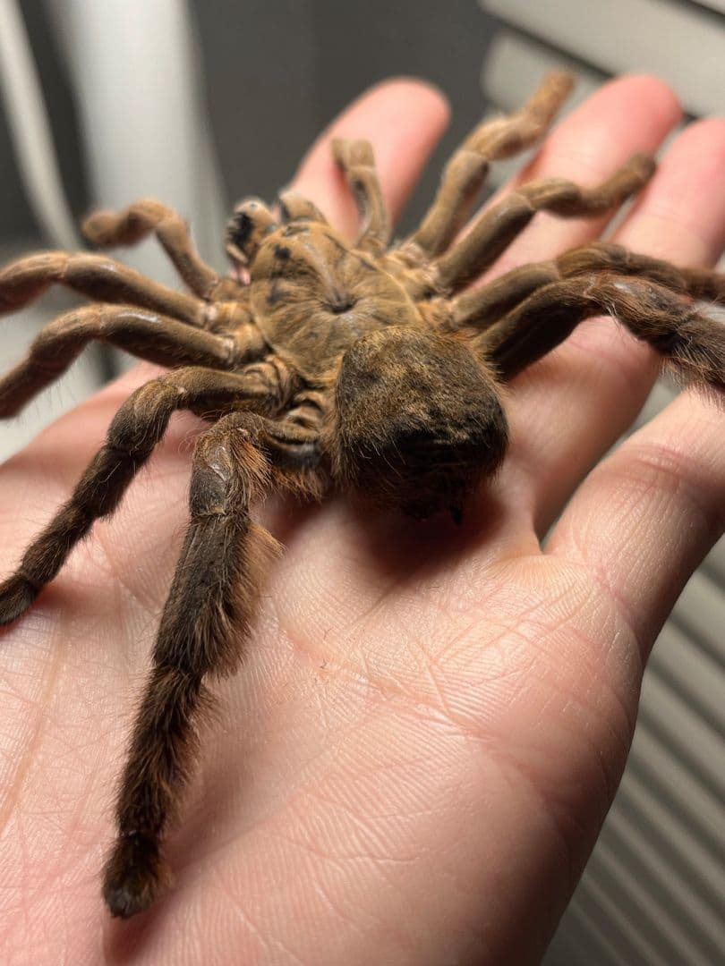 【標本】ベトナムスタウトレッグアースタイガータランチュラ LS14cm程