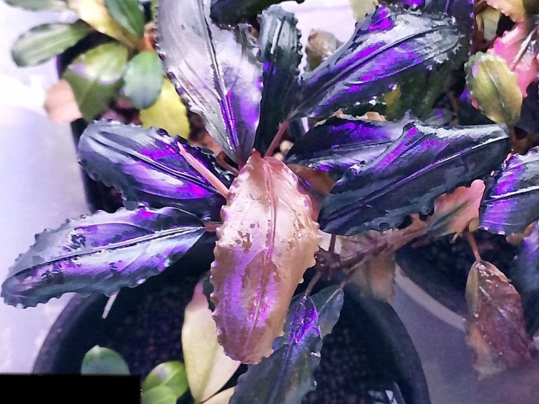 特価ブセファランドラ ルミナス パープル2 メラウィ Bucephalandra