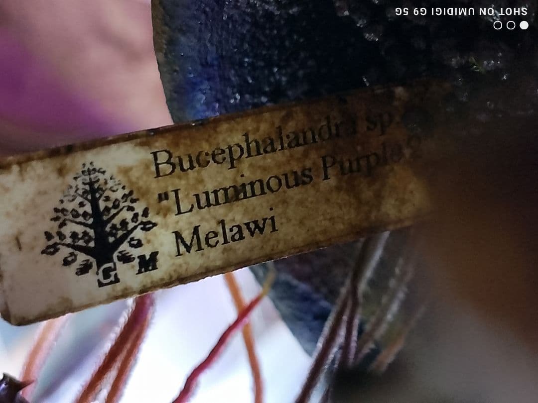 特価ブセファランドラ ルミナス パープル2 メラウィ Bucephalandra