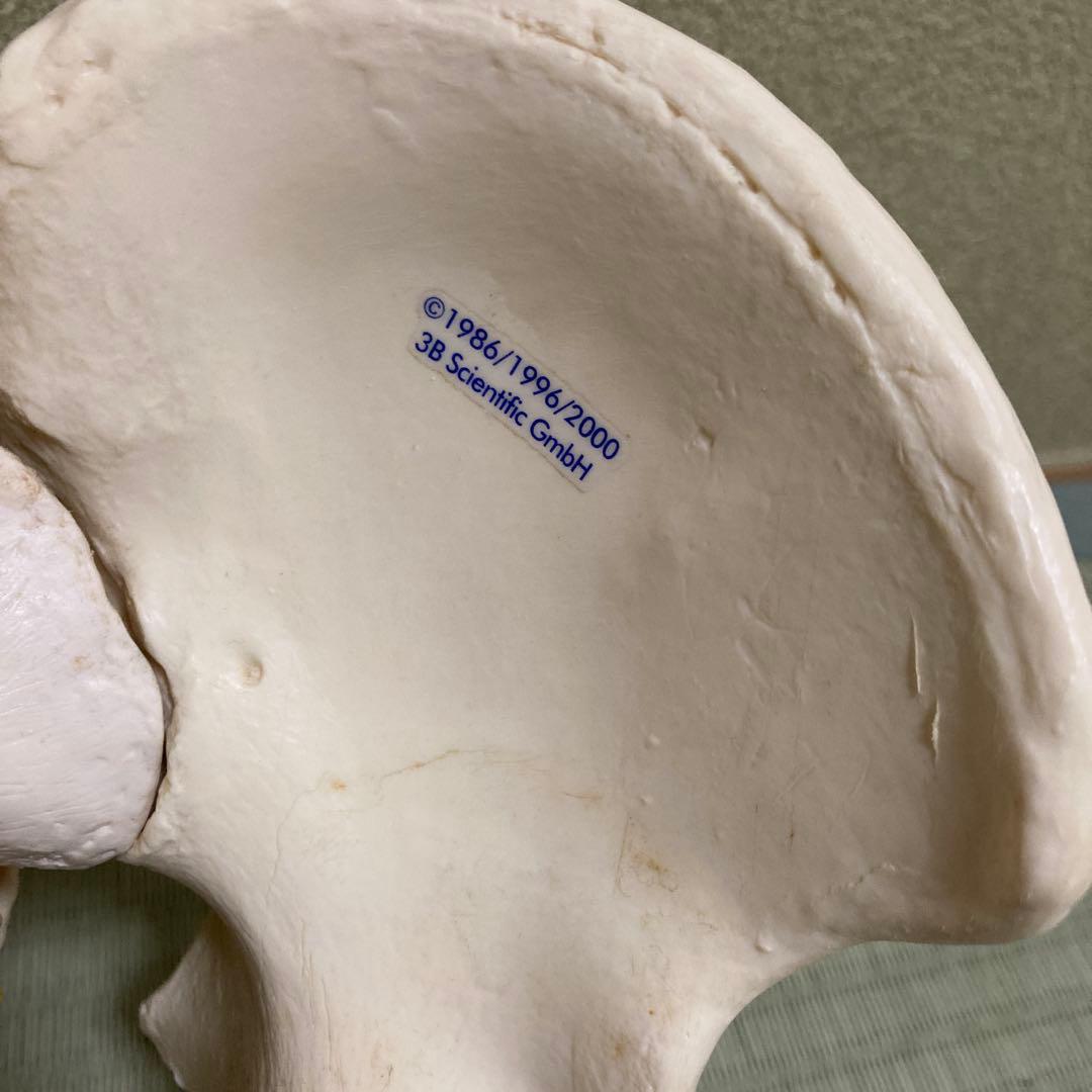 脊椎模型 3B Scientific GmbH カイロプ！整体！鍼灸！スポーツ！