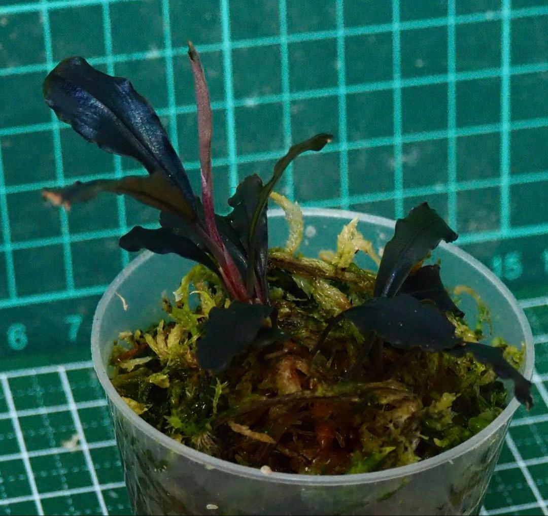 水草 Bucephalandra Ghost kalimantan