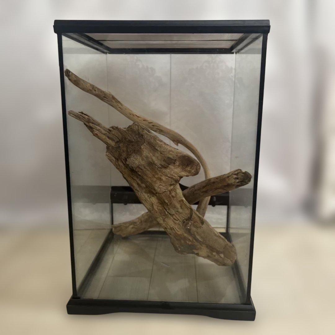 エキゾテラ　グラステラリウム　3045 流木付き