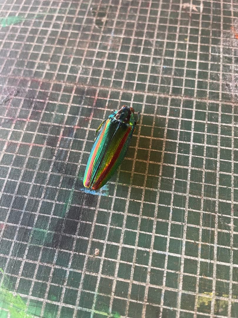 メタリックグリーンの昆虫標本 約5cm