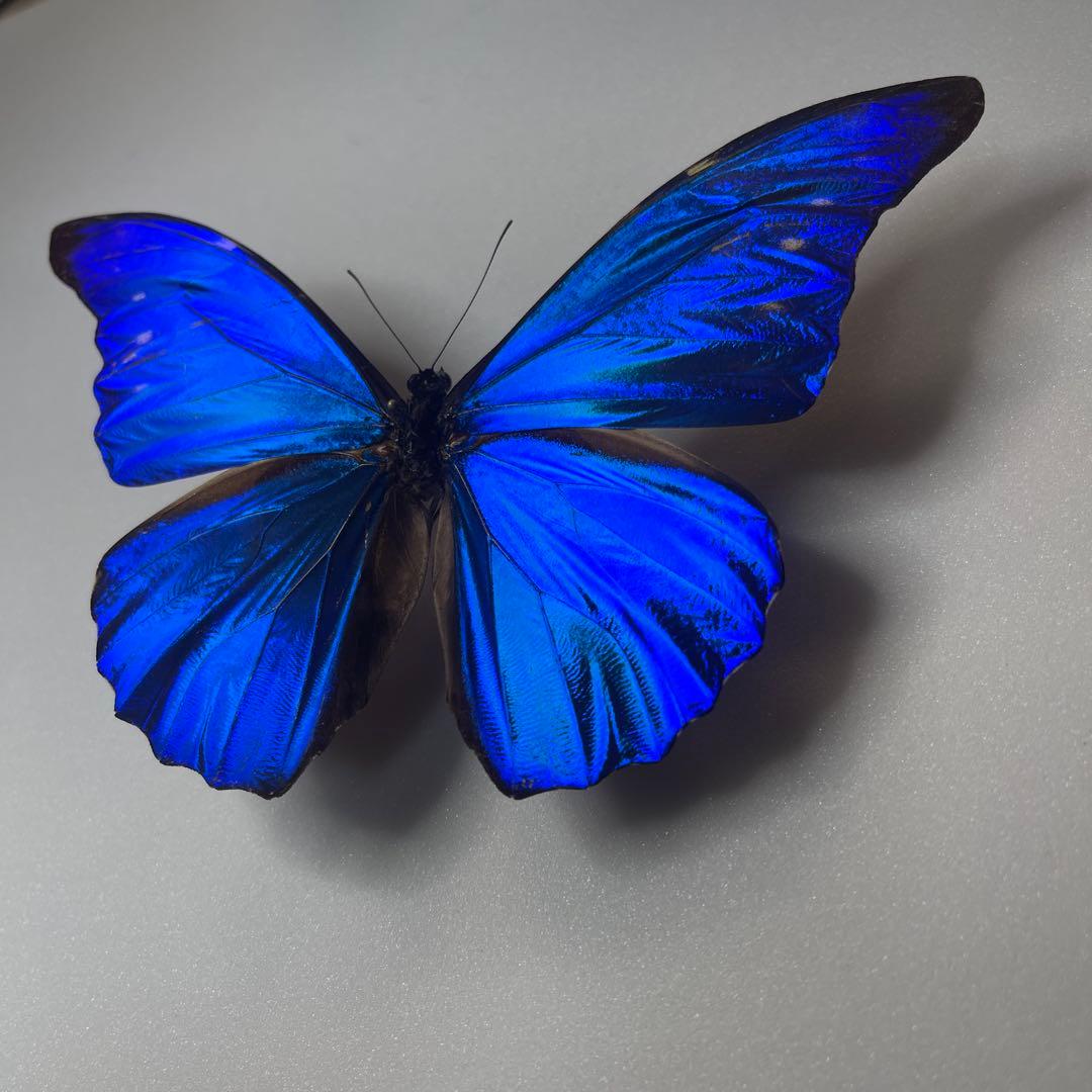 モルフォ蝶標本