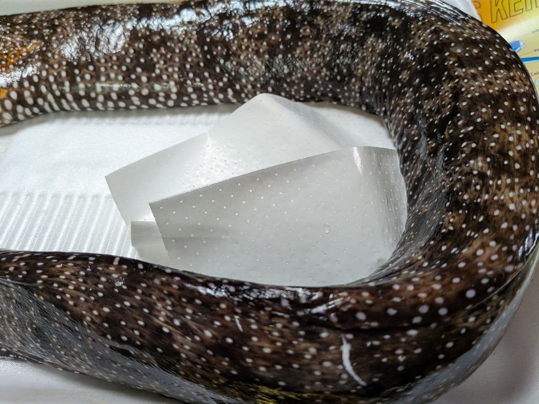 海のギャング四国太平洋産トラウツボマニアックレア標本飾りオブジェ置物