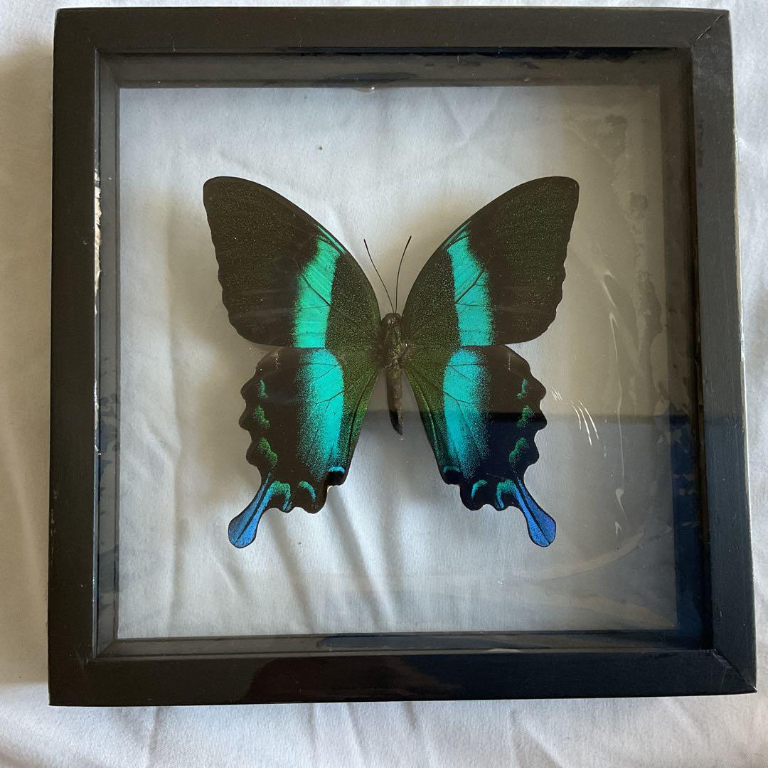 アゲハ蝶　ブルメイアゲハ　標本　ガラスケース
