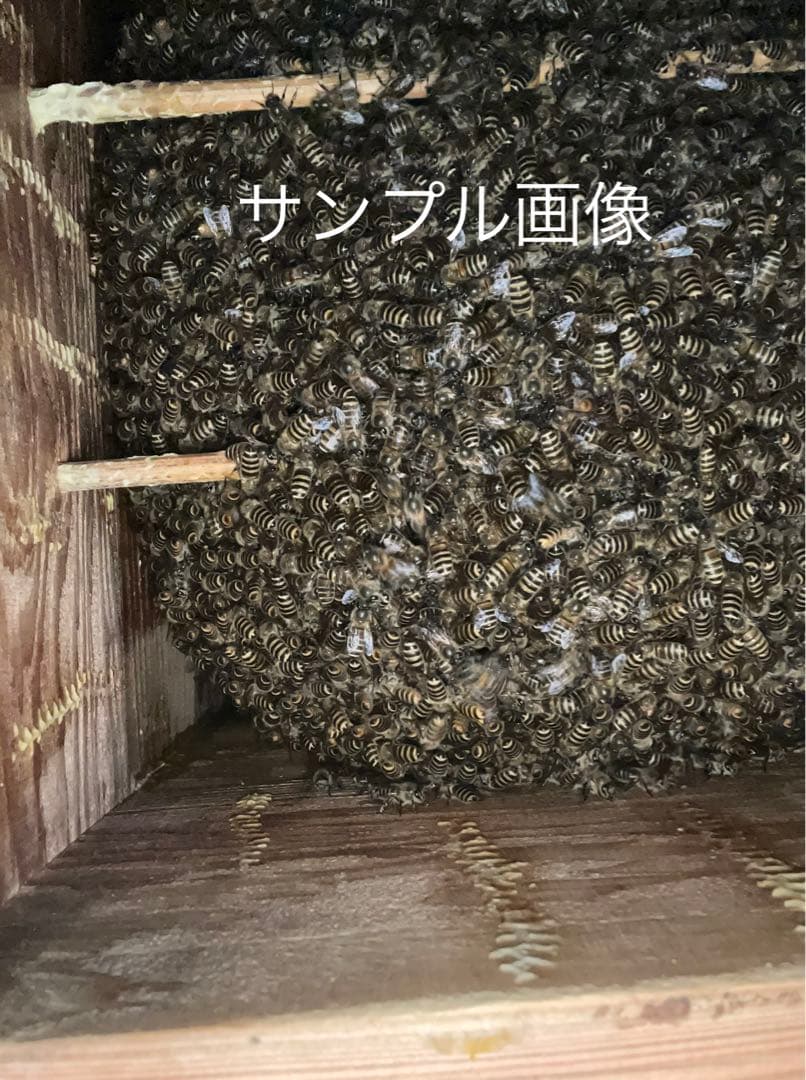 日本蜜蜂重箱式巣箱の継箱三箱！ハニーズハウス用！超訳あり特価！ニセット！送料無料