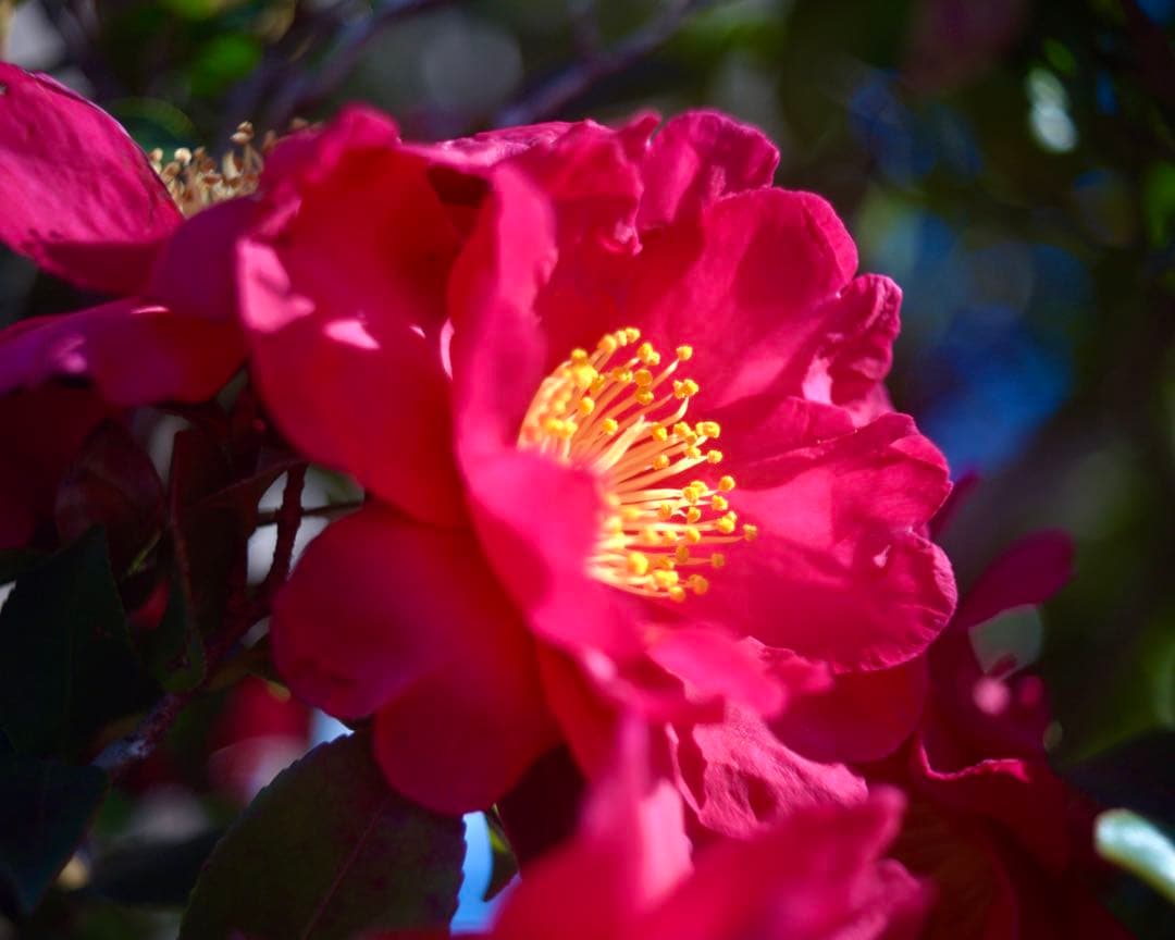 Steinheil Cassar ドイツ製　45mm f/2.8 多彩なボケ⁉️