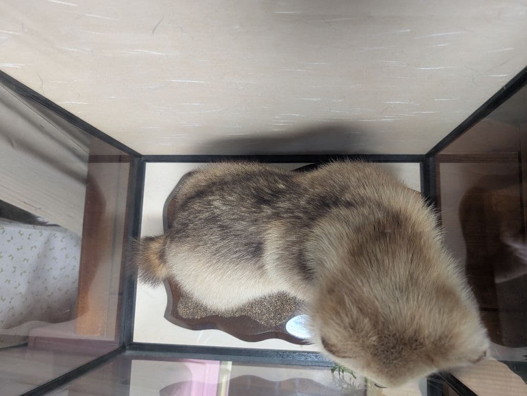 タヌキ 剥製 木製台座付き