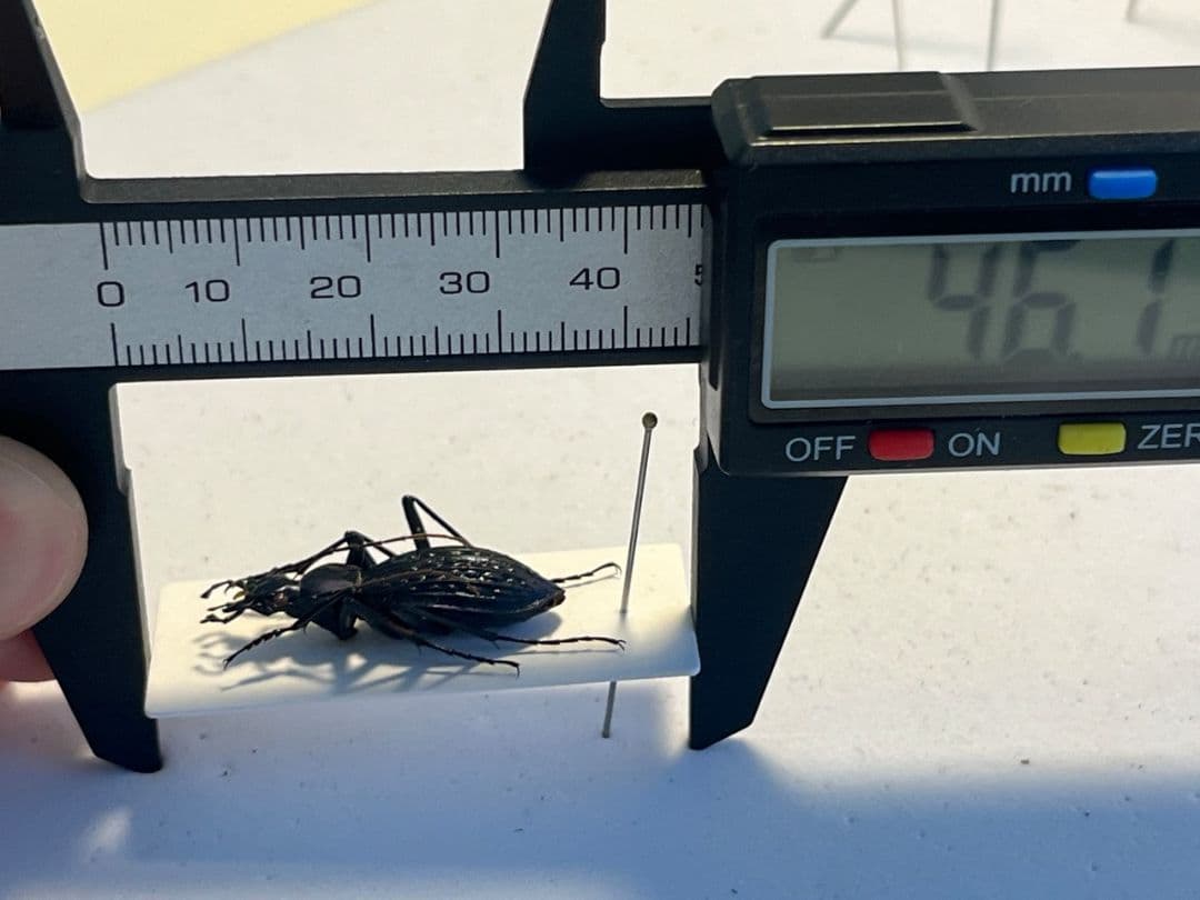 【中国保護種】トルゴエトゲオサムシ 標本 チレンシスオサムシ マイマイカブリ