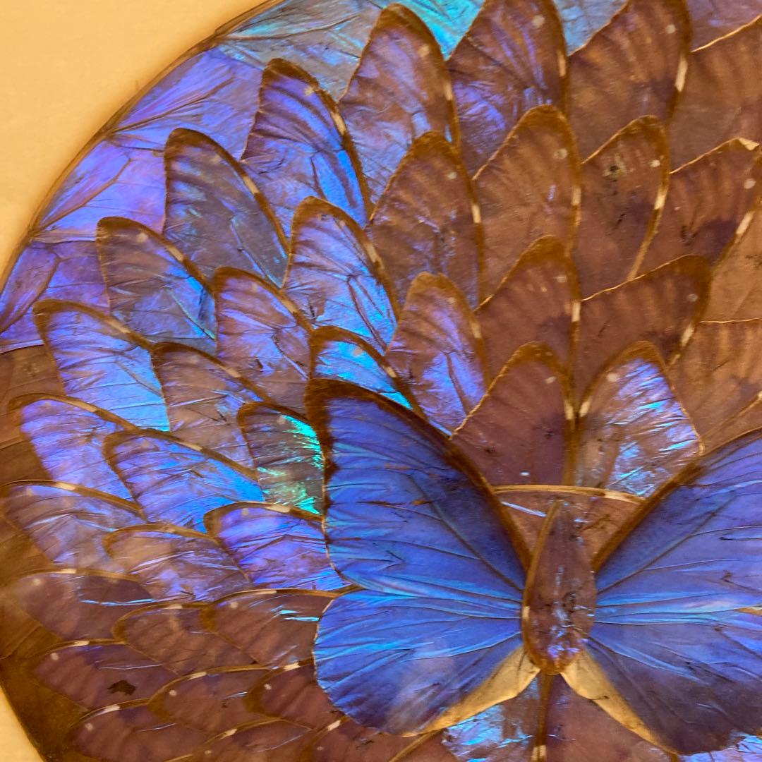 モルフォ蝶　貼り絵　アート