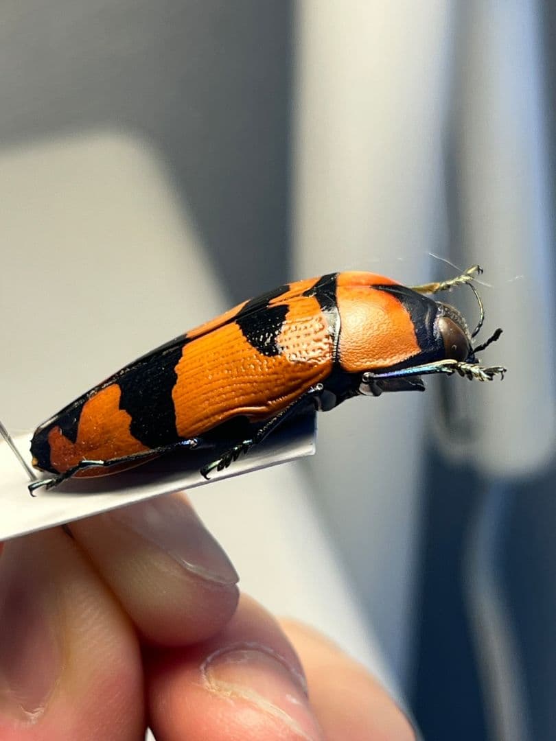 【35mm】クロモンベニオウサマムカシタマムシ Calodema標本 スハンダエ