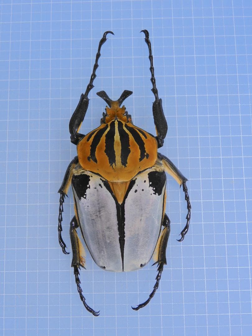 標本 Goliathus cacicus 83mm