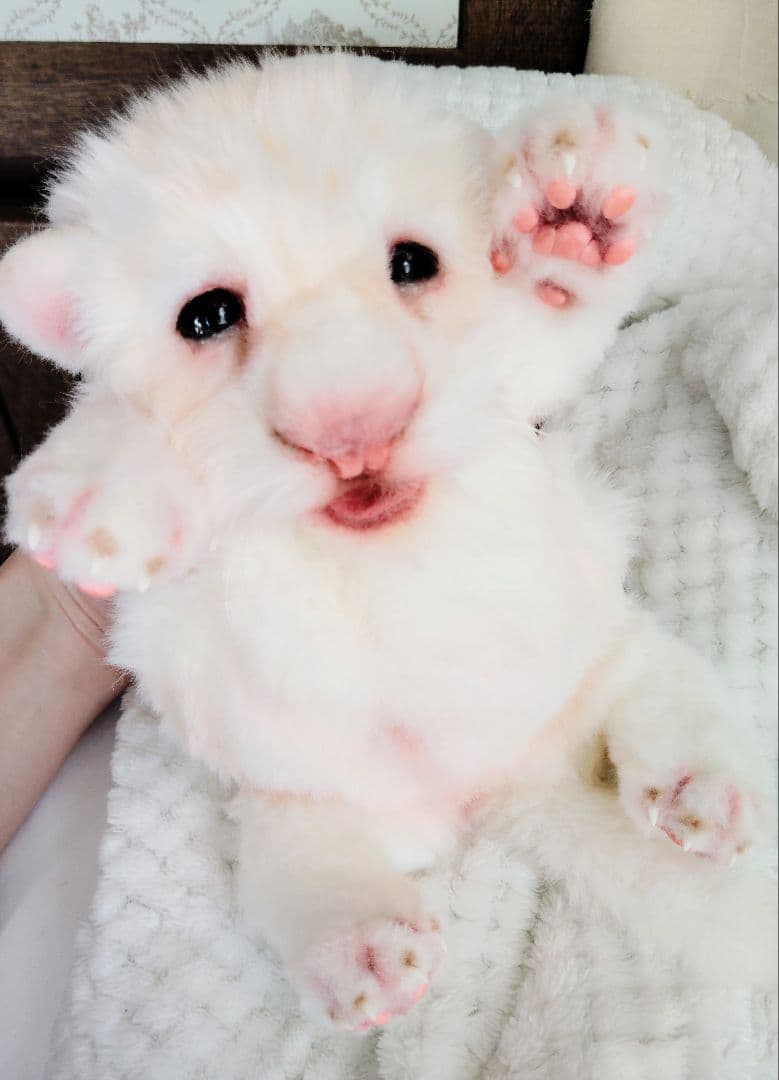 ぽってりお腹のホワイトライオンベビー♡赤ちゃん♡アートドール♡ぬいぐるみ♡