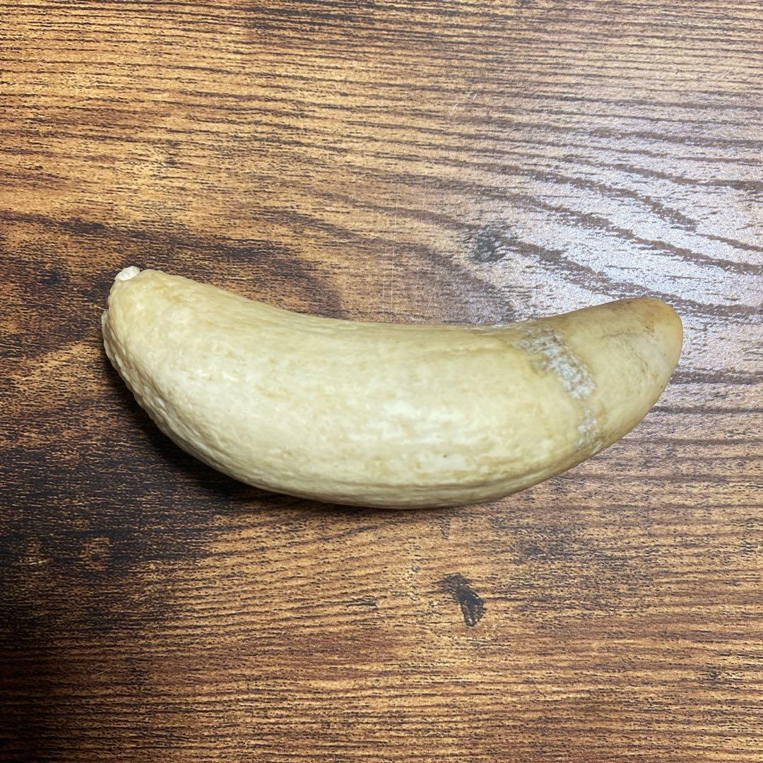 【希少・当時物】マッコウクジラの歯 3本セット（合計 約399g）鯨歯