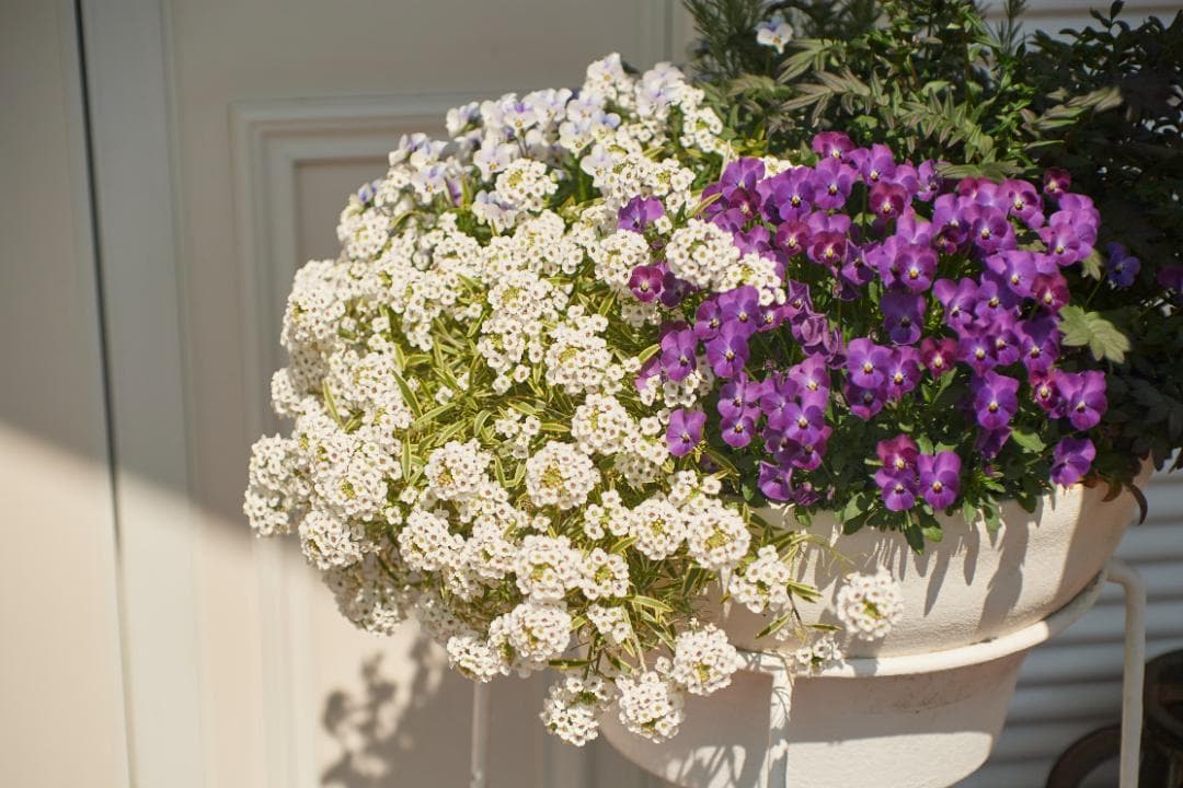 SMC PENTAX F1.4 /50mm KマウントL80