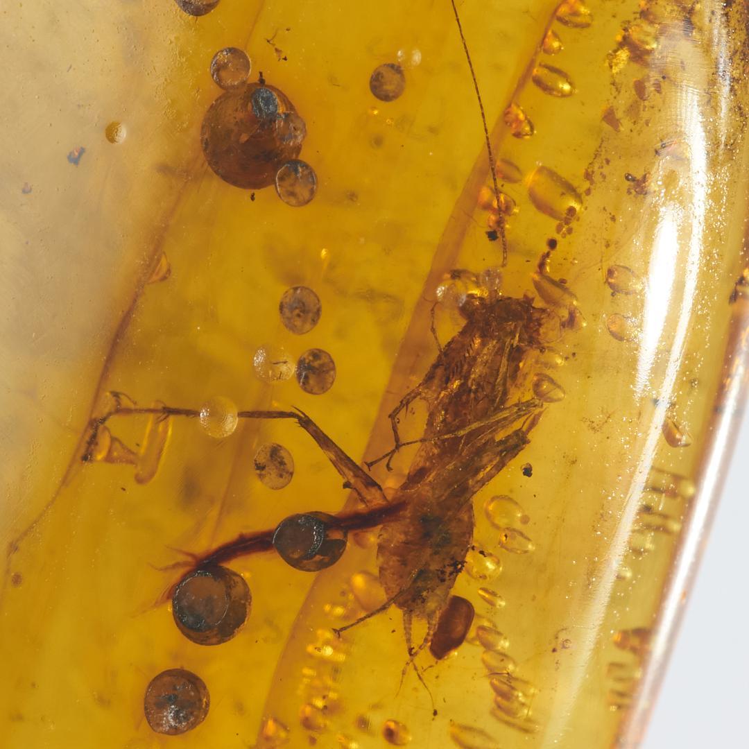 レア極上品 PA0077虫入り琥珀化石　ミャンマーカムティかタナイ9900万年前