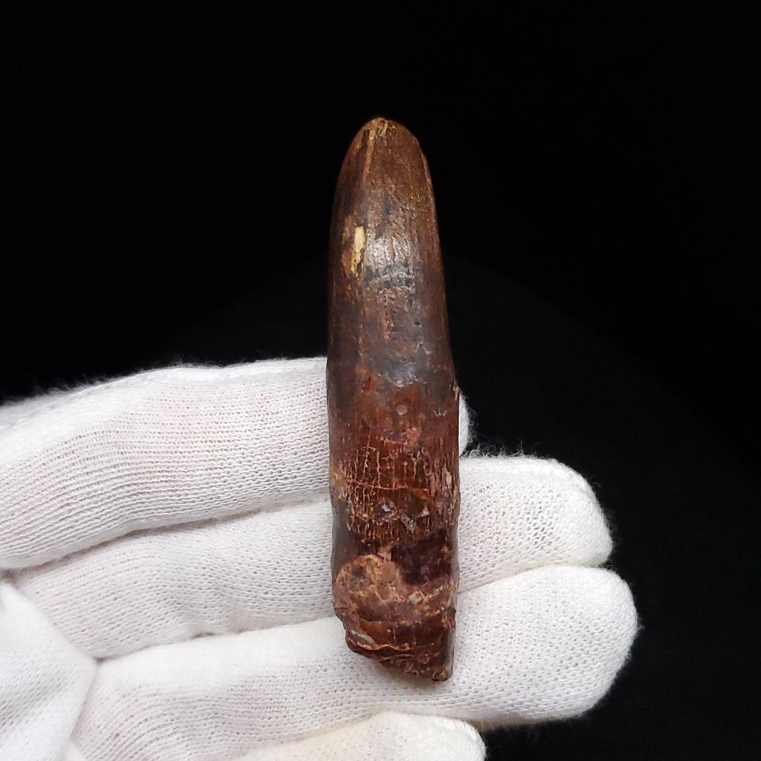 極上 レッバキサウルス 歯 化石 本物 モロッコ産 61.80mm  fr104